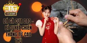 Đá gà cựa dao