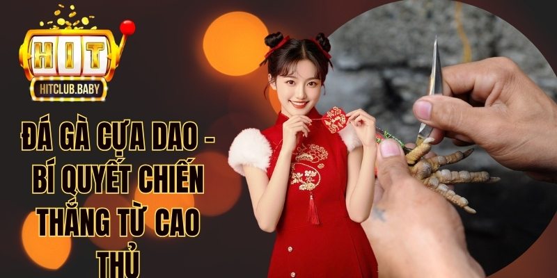 Đá gà cựa dao