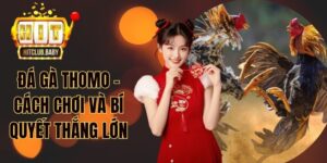 Đá gà Thomo