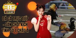 Đá gà trực tiếp
