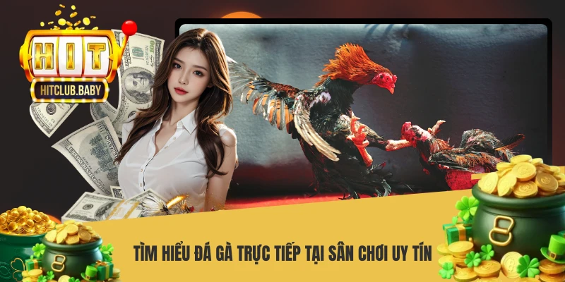 Tìm hiểu đá gà trực tiếp tại sân chơi uy tín